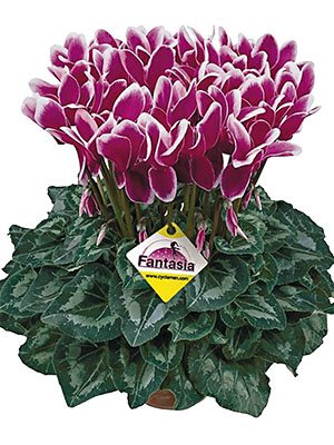 Цикламен великоквіткова Halios Fantasia Violet Fonce F1(осінь) (1 шт) - 1