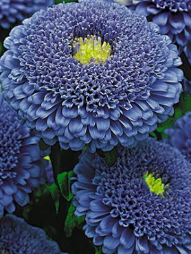Астра однолетняя (каллистефус) Помпонная Bolero Dark Blue (0,5 г)