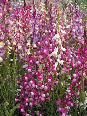Льнянка марокканська Fairy Bouquet , суміш (0,02 г)