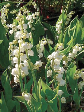 Конвалія звичайна Fortin's Giant
