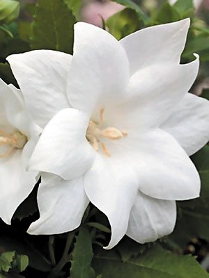 Платикодон крупноцветковый Astra Semi-Double White (1 шт) - 1
