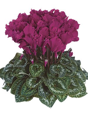Цикламен Halios Curly Violet Vif F1 (1 шт)