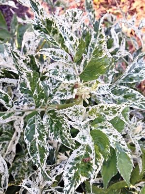 Бузина черная Variegata (1 шт) - 1