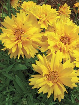 Кореопсис ланцетолистный Sunburst (1 шт)