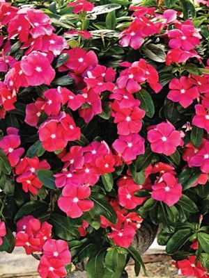 Катарантус гибридный ампельный Cora Cascade Cherry, вишневый (6 шт) - 1