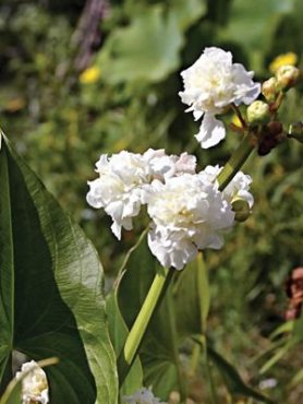 Стрелолист обыкновенный Flore Pleno (1 шт)