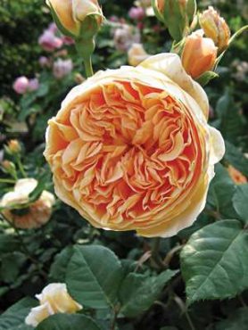 Роза шраб Crown Princess Margareta (1 шт)