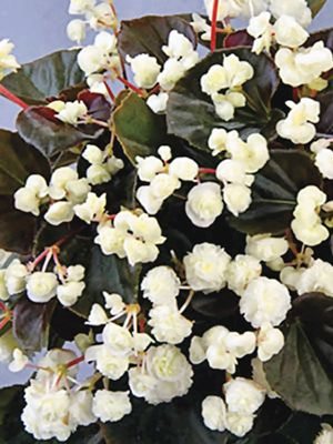 Бегония вечноцветущая Doublet White (1 шт)