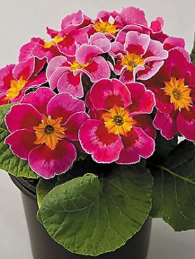 Примула обыкновенная Bonneli Eltangi Lilac F1 (3 шт)