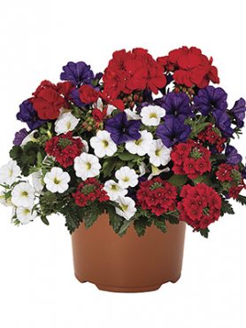 Набор  Confetti Garden EU Flags blue white red Paris (1 шт)