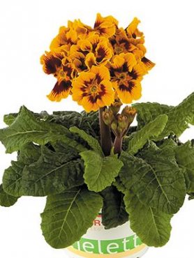 Примула высокая Stieletto Tagetes Yellow F1 (3 шт)