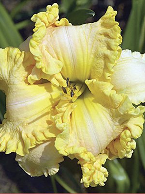 Лілейник гібридний Aloha Hawaii (1 шт) - 1