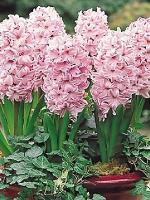 Гиацинт садовый China Pink 14/15 (20 шт) - 1