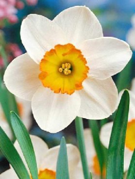 Нарциссы крупнокорончатые Flower Record 10/12 (20 шт)