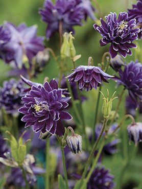 Орлики звичайні Purple Barlow