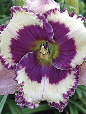Лилейник гибридный Regal Amethyst, 1 шт