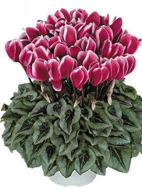 Цикламен крупноцветковый Halios Fantasia Magenta Decora F1          (1 шт)
