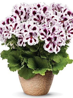 Пеларгония королевская Aristo Purple Stripes (1 шт) - 1