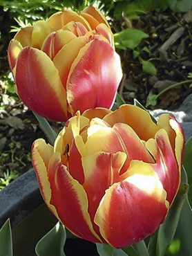 Тюльпаны Махровые поздние Double Focus 12/+ (20 шт)