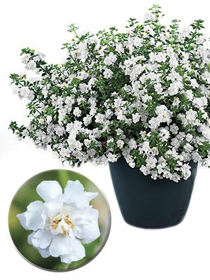 Бакопа Double Snowball white (3 шт) - 1
