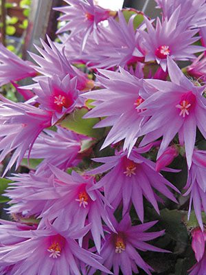Рипсалидопсис Гертнера Purple (1 шт) - 1