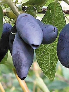Жимолость Гордість Кубані (1 шт)