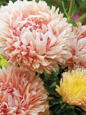 Астра китайская Пионовидная King Size Apricot, оранжево-абрикосовая (0,2 г)