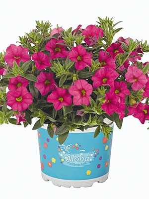 Калибрахоа гибридная Aloha Classic Hot Pink (Р12) (1 шт) - 1