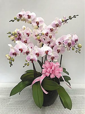 Доритенопсис OX Honey "A10139" (1 шт) - 1