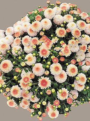 Хризантема дрібноквіткова низькоросла Brannobless Bluch Pink (3 шт) - 1
