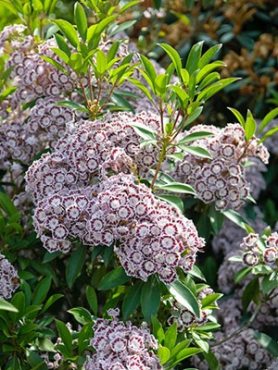 Кальмия широколистная Nani (1 шт)