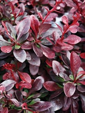 Барбарис Тунберга Atropurpurea Nana (1 шт)