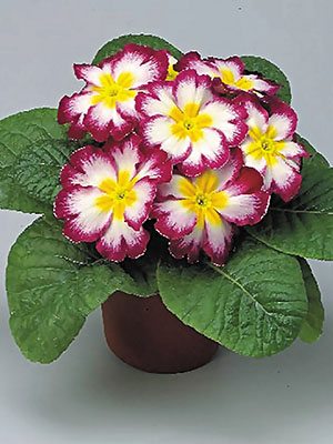 Примула Fruelo Elcora Carmine F1 (3 шт) - 1