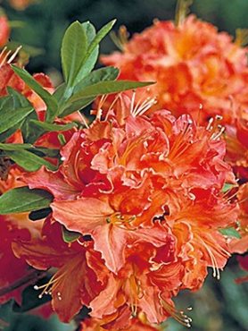 Рододендрон атлантический Mandarin Lights (1 шт)