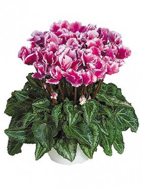 Цикламен среднецветковый Premium Abanico Violet F1 (1 шт)