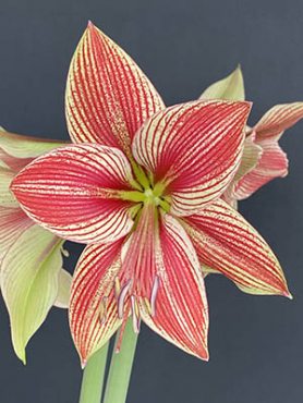 Гиппеаструм гибридный Exotic Star 22/24 (1 шт)