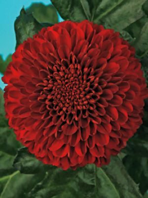 Хризантема срезочная Kiev Dark Red (3 шт) - 1