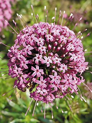 Фуопсис довгостовпчиковий Purpurea (1 шт) - 1