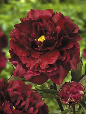 Пион молочноцветковый Black Beauty (1 шт)