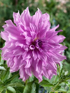Жоржина декоративна Lavender Ruffles (1 шт)