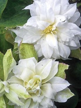 Клематис гібридний Duchess of Edinburgh (1 шт)