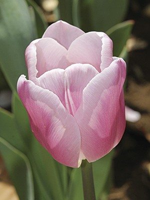 Тюльпаны Триумф Gabriella 12/+ (20 шт) - 1