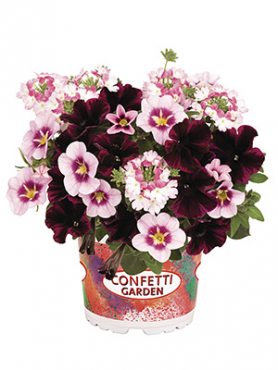 Набор  Confetti Garden Pirate's Beauty (1 шт)