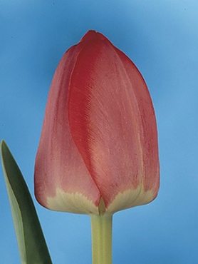 Тюльпаны Дарвиновы гибр. Spring Song 12/+ (100 шт)