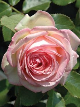 Роза плетистая Eden Rose (1 шт)