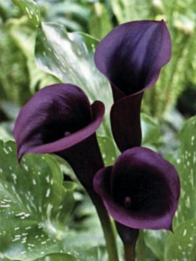 Калла Schwarzwalder (1 шт)