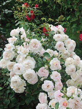 Роза почвопокровная Lovely Meilland (1 шт)