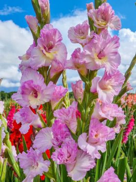 Гладиолус садовый Magenta Princess 12/14 (50 шт)