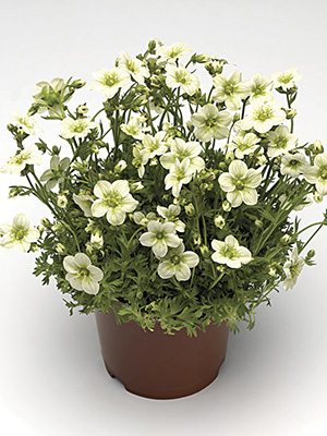 Камнеломка Арендса Early Lime (1 шт) - 1