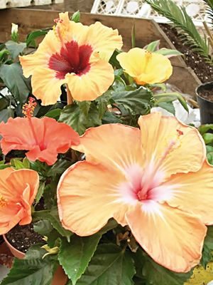 Гибискус китайский Fiori Grande, смесь (3 шт)